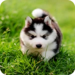 husky puppy wallpapers android application logo